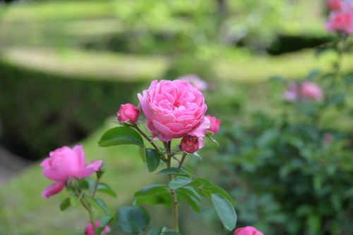 Gardens and Grounds of the Alhambra.